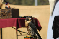 A peregrine at a falconry display